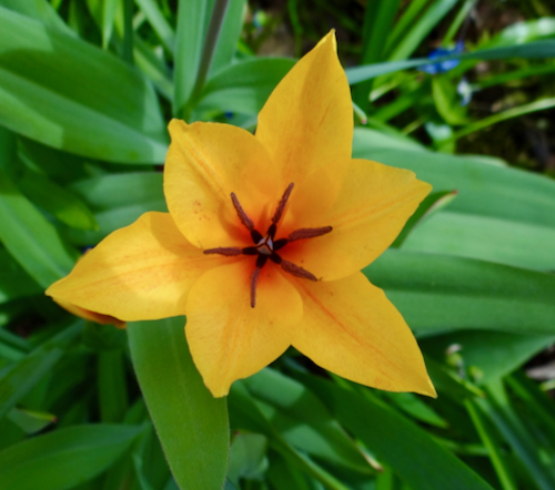 Tulipa_praestans_Shogun_close.jpeg