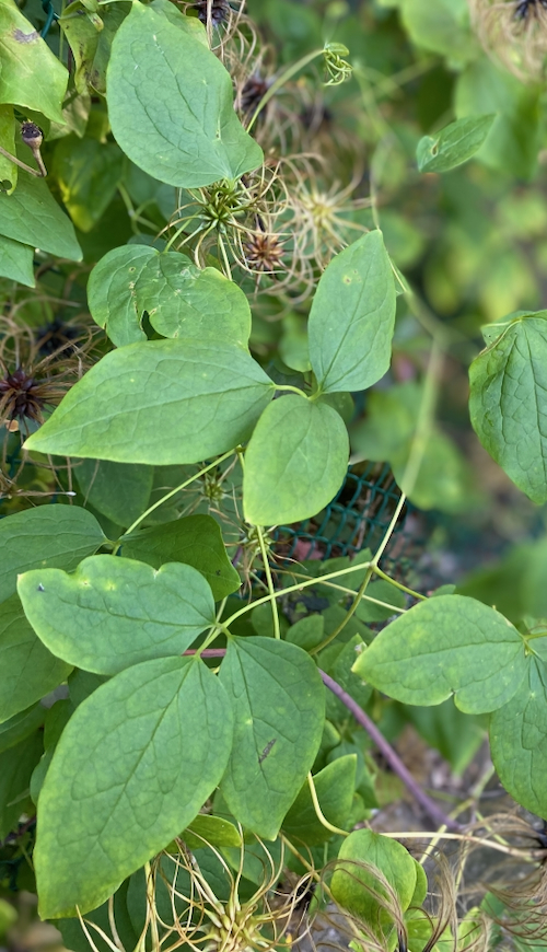Viorna_leaf.jpeg