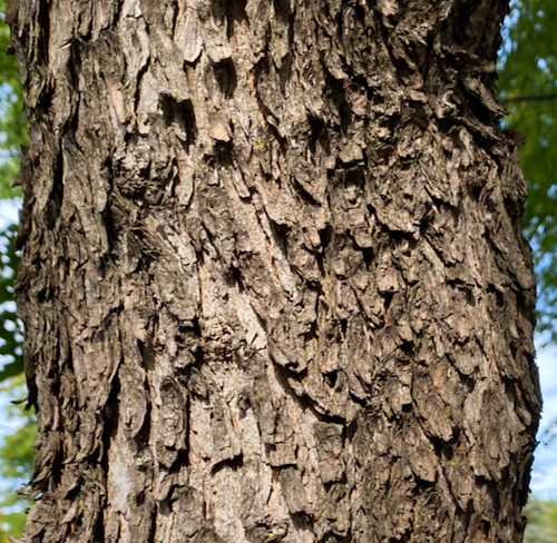cotinus_bark.jpeg