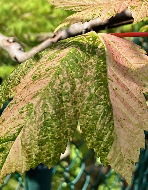 esk_leaf.jpeg