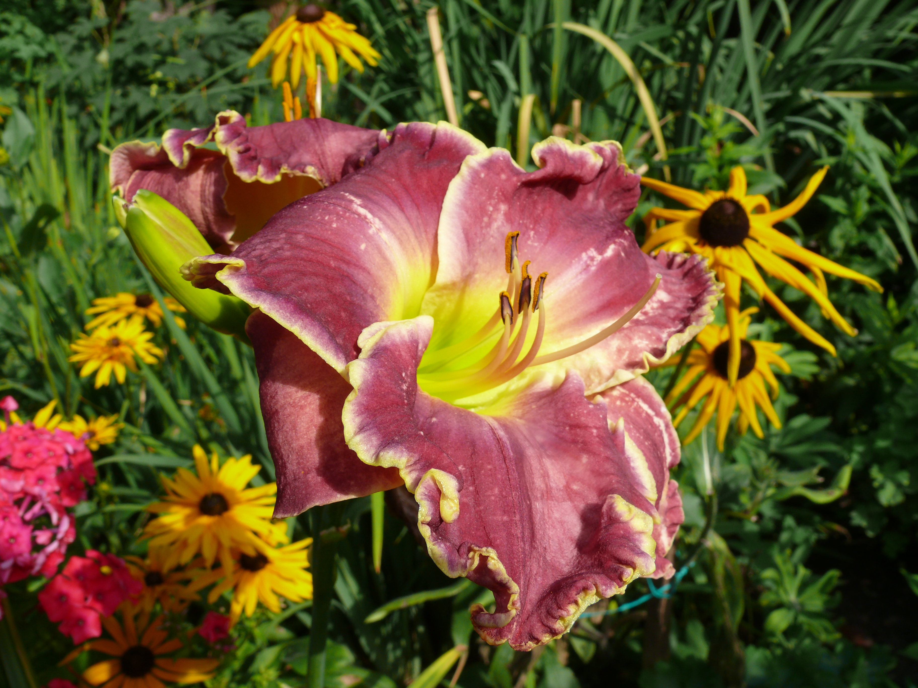 Hemerocallis purple with watermark edge 2015
