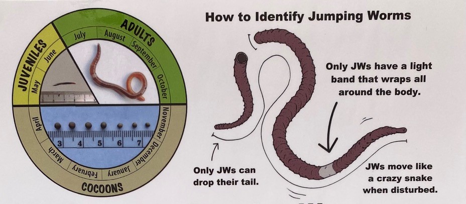 jumping worms image